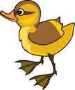 Duckling mallard or wild duck Anas platyrhynchos